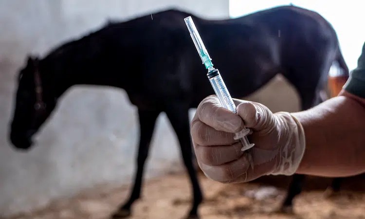 At Yarışları Hakkında Kanunda Değişiklik&nbsp;Yapıldı